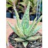 ALOE