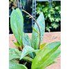 HOYA PUBICALYX SILVER SPLASH
