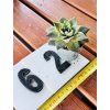 ECHEVERIA - DUŽNATKA