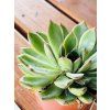 ECHEVERIA - DUŽNATKA