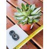 ECHEVERIA - DUŽNATKA