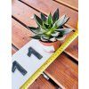 ECHEVERIA - DUŽNATKA