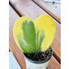 HOYA KERRI VARIEGATED