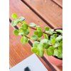 KALANCHOE MANGINII