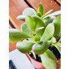CRASSULA OVATA