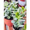 CRASSULA OVATA