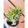 CRASSULA OVATA GOLLUM