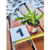 CRASSULA OVATA HOBBIT