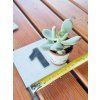 PACHYPHYTUM OVIFERUM
