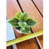 PILEA MOON VALLEY