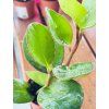PEPEROMIA BURNING BUSH