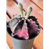 GYMNOCALYCIUM VARIEGATED