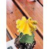 GYMNOCALICIUM