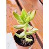SEDUM ADOLPHII