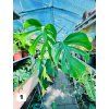 MONSTERA SIERRANA