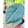 ALOCASIA MAHARANI