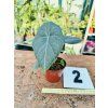 ALOCASIA MAHARANI