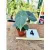 ALOCASIA MAHARANI