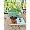 ALOCASIA MAHARANI