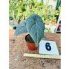 ALOCASIA MAHARANI