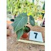 ALOCASIA MAHARANI