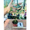 ALOCASIA TELETUBBIES