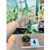 ALOCASIA TELETUBBIES
