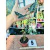 ALOCASIA TELETUBBIES