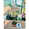 ALOCASIA TELETUBBIES