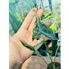 ALOCASIA TELETUBBIES