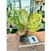 AGLAONEMA RED BALLON
