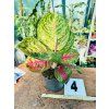 AGLAONEMA RED BALLON