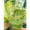 AGLAONEMA RED BALLON