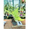 AGLAONEMA CITRONELLE