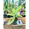 AGLAONEMA CITRONELLE