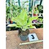 AGLAONEMA CITRONELLE