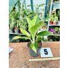 AGLAONEMA CITRONELLE