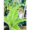 AGLAONEMA CITRONELLE