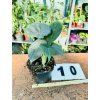 ALOCASIA GREY DRAGON