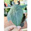 ALOCASIA GREY DRAGON