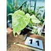 MONSTERA MINT