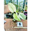 MONSTERA MINT