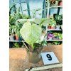 MONSTERA MINT