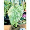 MONSTERA MINT