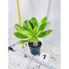 BRIGHAMIA INSIGNIS