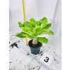 BRIGHAMIA INSIGNIS