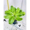 BRIGHAMIA INSIGNIS
