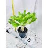BRIGHAMIA INSIGNIS