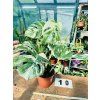 MONSTERA ALBO VARIEGATED