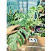 MONSTERA ALBO VARIEGATED